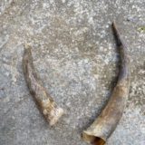 Hoerner Schottisches Hochlandrind 3